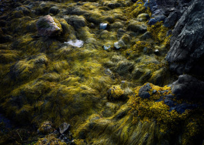 Seaweed, Maine